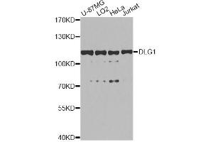 Western blot analysis of extracts of various cell lines, using DLG1 antibody. (DLG1 抗体)