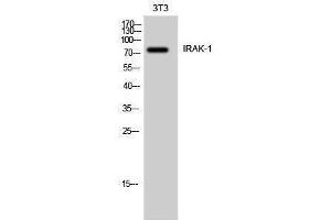 Western Blotting (WB) image for anti-Interleukin-1 Receptor-Associated Kinase 1 (IRAK1) (Ser6) antibody (ABIN3185220) (IRAK1 抗体  (Ser6))
