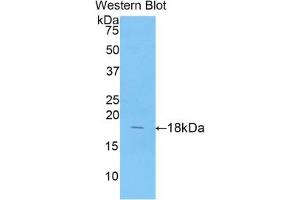 Detection of Recombinant ANXA4, Porcine using Polyclonal Antibody to Annexin A4 (ANXA4) (Annexin IV 抗体  (AA 3-151))