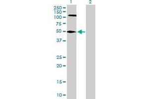 Western Blot analysis of FEN1 expression in transfected 293T cell line by FEN1 MaxPab polyclonal antibody. (FEN1 抗体  (AA 1-380))