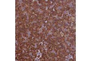 Immunohistochemical staining of human pancreas with VWA3A polyclonal antibody  shows strong cytoplasmic positivity in exocrine glandular cells at 1:1000-1:2500 dilution. (VWA3A 抗体)