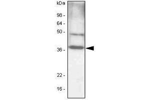 NIH 3T3 cell lysates(30 ug) were resolved by SDS-PAGE, transferred to PVDF membrane and probed with anti-human C/EBP-beta antibody (1:1,000). (CEBPB 抗体  (AA 1-271))