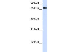 WB Suggested Anti-RXRB Antibody Titration: 0. (Retinoid X Receptor beta 抗体  (N-Term))
