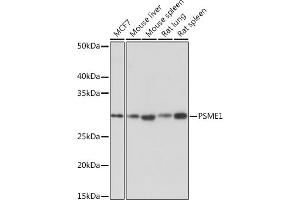 Western blot analysis of extracts of various cell lines, using PSME1 Rabbit mAb (ABIN7269590) at 1:1000 dilution. (PSME1 抗体)