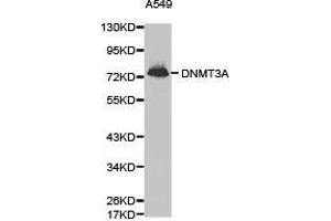 Western Blotting (WB) image for anti-DNA (Cytosine-5-)-Methyltransferase 3 alpha (DNMT3A) antibody (ABIN1872325) (DNMT3A 抗体)