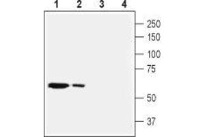 Western blot analysis of mouse liver (lanes 1 and 3) and rat heart (lanes 2 and 4) membranes: - 1,2. (SLC28A2 抗体  (Intracellular, N-Term))