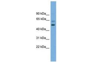 Image no. 1 for anti-Proteasome (Prosome, Macropain) 26S Subunit, Non-ATPase, 12 (PSMD12) (AA 301-350) antibody (ABIN6745221) (PSMD12 抗体  (AA 301-350))