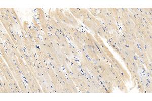 Detection of CASP1 in Porcine Cardiac Muscle Tissue using Polyclonal Antibody to Caspase 1 (CASP1) (Caspase 1 抗体  (AA 120-297))