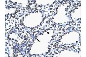 Image no. 1 for anti-Myelin Expression Factor 2 (MYEF2) (AA 227-276) antibody (ABIN6735848) (MYEF2 抗体  (AA 227-276))