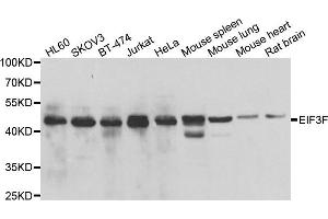 Western blot analysis of extracts of various cell lines, using EIF3F antibody.