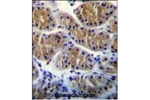 ANKRD5 Antibody (C-term) (ABIN655210 and ABIN2844824) immunohistochemistry analysis in formalin fixed and paraffin embedded human stomach tissue followed by peroxidase conjugation of the secondary antibody and DAB staining. (ANKRD5 抗体  (C-Term))