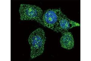 Confocal immunofluorescent analysis of ACOX1 antibody with HeLa cells followed by Alexa Fluor 488-conjugated goat anti-mouse lgG (green). (ACOX1 抗体)