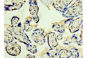 Immunohistochemistry of paraffin-embedded human placenta tissue using ABIN7171227 at dilution of 1:100 (Syntaxin 12 抗体  (AA 1-250))