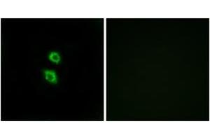 Immunofluorescence analysis of MCF7 cells, using ARSD Antibody. (Arylsulfatase D 抗体  (AA 331-380))