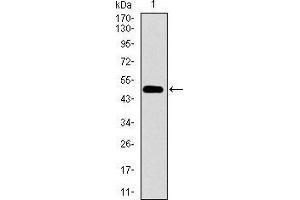 Western blot analysis using CD33 mAb against human CD33 recombinant protein. (CD33 抗体  (AA 15-237))