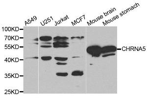 Western blot analysis of extracts of mouse brain tissue cell lines, using CHRNA5 antibody. (CHRNA5 抗体)