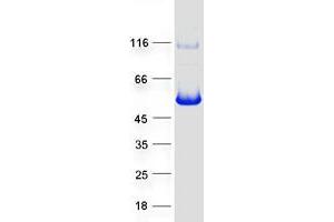 Validation with Western Blot (Schlafen-Like 1 Protein (SLFNL1) (Myc-DYKDDDDK Tag))