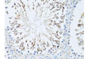 Immunohistochemistry of paraffin-embedded rat testis using TEFM antibody.