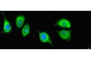 Immunofluorescent analysis of A549 cells using ABIN7157230 at dilution of 1:100 and Alexa Fluor 488-congugated AffiniPure Goat Anti-Rabbit IgG(H+L) (KANSL1 抗体  (AA 815-1086))