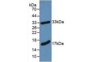 Detection of Recombinant MBP, Mouse using Polyclonal Antibody to Myelin Basic Protein (MBP) (MBP 抗体  (AA 18-222))