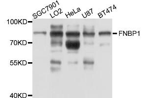 Western blot analysis of extracts of various cell lines, using FNBP1 antibody (ABIN5997740) at 1/1000 dilution. (FNBP1 抗体)