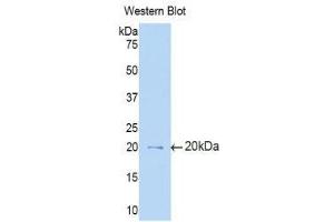 Western Blotting (WB) image for anti-Interleukin 3 Receptor, alpha (IL3RA) (AA 17-166) antibody (ABIN1859426) (IL3RA 抗体  (AA 17-166))
