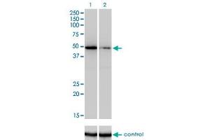 Western blot analysis of ZNF207 over-expressed 293 cell line, cotransfected with ZNF207 Validated Chimera RNAi (Lane 2) or non-transfected control (Lane 1). (ZNF207 抗体  (AA 1-110))