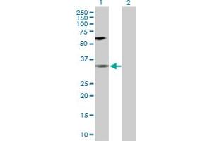 Western Blot analysis of MAPK14 expression in transfected 293T cell line by MAPK14 MaxPab polyclonal antibody. (MAPK14 抗体  (AA 1-360))