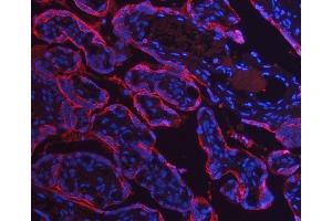 IF analysis of Annexin A10/ANXA10 using anti-Annexin A10/ANXA10 antibody (ABIN7601853). (Annexin a10 抗体  (AA 49-324))