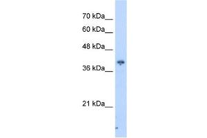 PIP3-E antibody used at 2. (ICEF1 抗体  (C-Term))