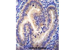 CCDC54 Antibody (Center) immunohistochemistry analysis in formalin fixed and paraffin embedded human uterus tissue followed by peroxidase conjugation of the secondary antibody and DAB staining. (CCDC54 抗体  (Middle Region))