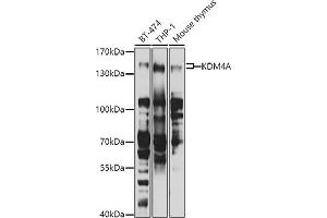 Western blot analysis of extracts of various cell lines, using KDM4A antibody (ABIN6131821, ABIN6142793, ABIN6142795 and ABIN6223960) at 1:1000 dilution. (KDM4A 抗体  (AA 585-815))