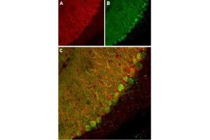 Expression of KCNK1 in mouse cerebellumImmunohistochemical staining of mouse cerebellum using Anti-KCNK1  (extracellular) Antibody (ABIN7043443, ABIN7045008 and ABIN7045009). (Potassium Channel Subfamily K Member 1 (KCNK1) Peptide)