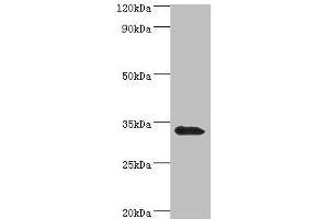 Western blot All lanes: Mitochondrial brown fat uncoupling protein 1 antibody at 2 μg/mL + Mouse kidney tissue Secondary Goat polyclonal to rabbit IgG at 1/10000 dilution Predicted band size: 33 kDa Observed band size: 33 kDa (UCP1 抗体  (AA 1-307))