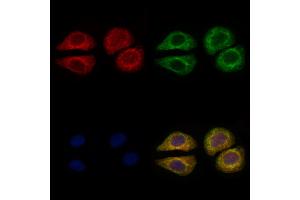 ABIN6259994 and ABIN6276620 staining Hela cells by IF/ICC. (APOH 抗体  (C-Term))