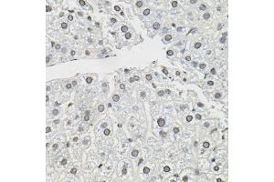 Immunohistochemistry of paraffin-embedded mouse liver using TCEB1 antibody (ABIN6131624, ABIN6148930, ABIN6148932 and ABIN6219151) (40x lens). (TCEB1 抗体  (AA 1-112))