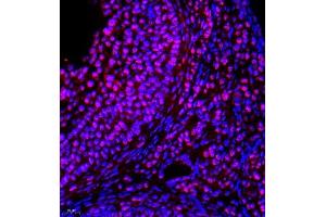 Immunofluorescence (Paraffin-embedded Sections) (IF (p)) image for anti-Nuclear Apoptosis Inducing Factor 1 (NAIF1) antibody (ABIN7074867)