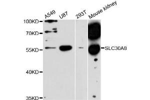 Western blot analysis of extracts of various cell lines, using SLC30A8 antibody (ABIN5995937) at 1:3000 dilution. (SLC30A8 抗体)