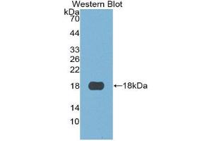 Western Blotting (WB) image for anti-S100 Calcium Binding Protein A3 (S100A3) (AA 1-101) antibody (ABIN3201662) (S100A3 抗体  (AA 1-101))