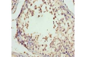 Immunohistochemistry of paraffin-embedded human testis tissue using ABIN7160688 at dilution of 1:100 (GNS 抗体  (AA 293-552))