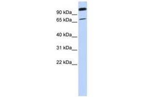Image no. 1 for anti-Organic Anion Transporter LST-3b (LST-3TM12) (C-Term) antibody (ABIN6740887) (LST-3TM12 抗体  (C-Term))