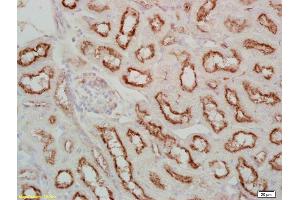 Formalin-fixed and paraffin embedded mouse kidney labeled Anti-Fx1A Polyclonal Antibody, Unconjugated (ABIN675159) at 1:200, followed by conjugation to the secondary antibody and DAB staining (Fx1a 抗体)
