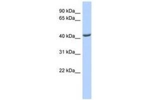 Image no. 1 for anti-ST3 beta-Galactoside alpha-2,3-Sialyltransferase 4 (ST3GAL4) (AA 251-300) antibody (ABIN6740982) (ST3GAL4 抗体  (AA 251-300))