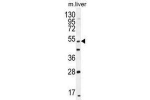THEMIS Antibody (C-term) western blot analysis in mouse liver tissue lysates (35 µg/lane). (THEMIS 抗体  (C-Term))