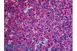 ABIN6391382 (2. (PTTG1 抗体  (Internal Region))