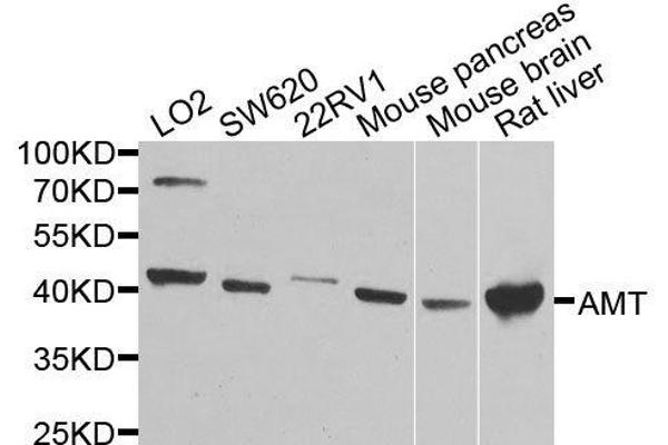 Aminomethyltransferase 抗体  (AA 107-386)