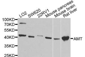 Western blot analysis of extracts of various cell lines, using AMT antibody. (Aminomethyltransferase 抗体  (AA 107-386))