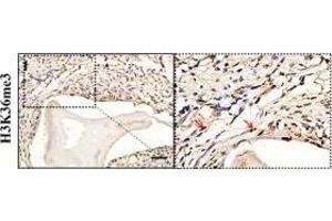 Immunohistochemistry (IHC) image for anti-Histone 3 (H3) (H3K36me3) antibody (ABIN3016039)