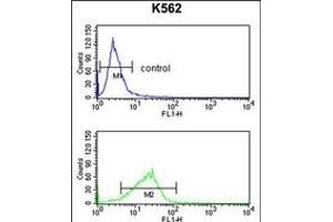 anti-Polymerase (DNA Directed), epsilon 3 (p17 Subunit) (POLE3) (AA 5-34), (N-Term) antibody