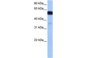 Western Blotting (WB) image for anti-Na+/H+ Exchanger Domain Containing 1 (NHEDC1) antibody (ABIN2463480) (NHEDC1 抗体)